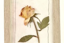 gelbe rose