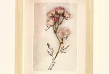 rosa rose