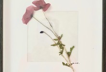 Mohnblume3